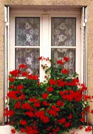 Цветы для западного окна комнатные