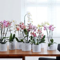 Полки для орхидей в квартире