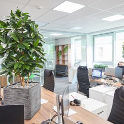 Растения для офиса без окон