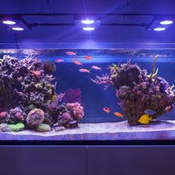 Оформление больших аквариумов