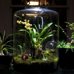 Комнатные растения в аквариуме с рыбками
