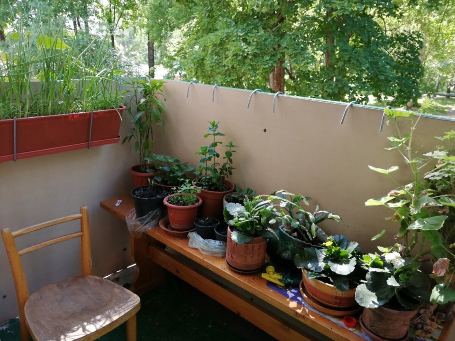 Огород на балконе