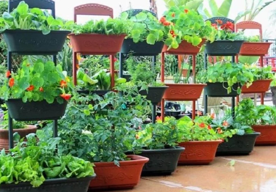 Зелень на балконе