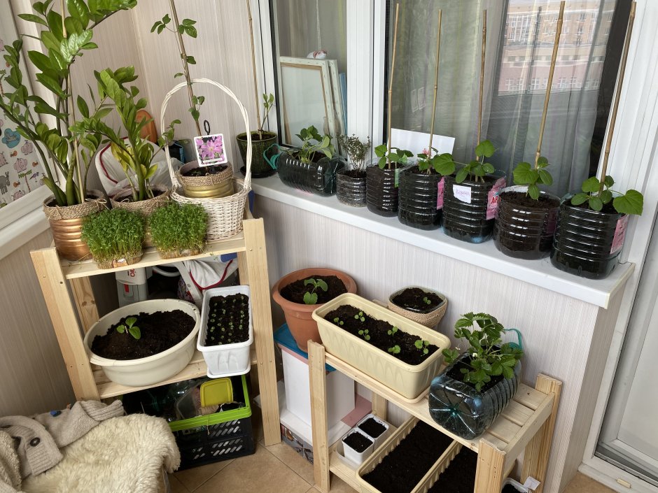 Грядки на балконе