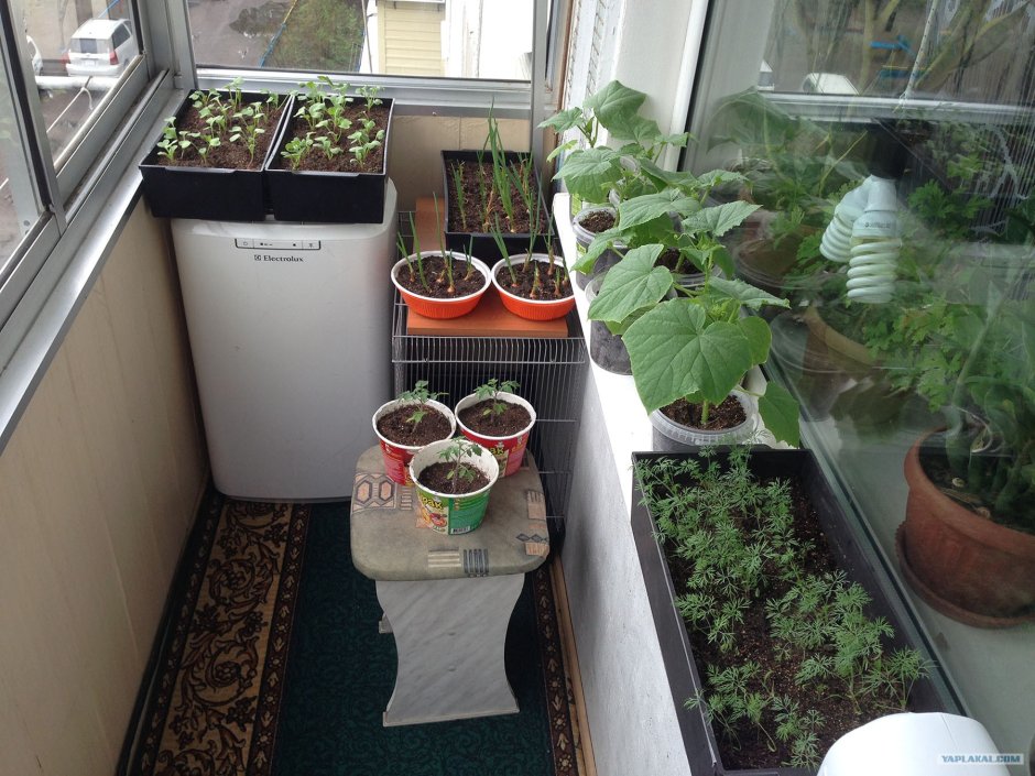 Брокколи зеленая грядка