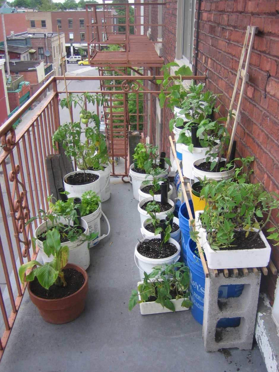 Огород на балконе для начинающих