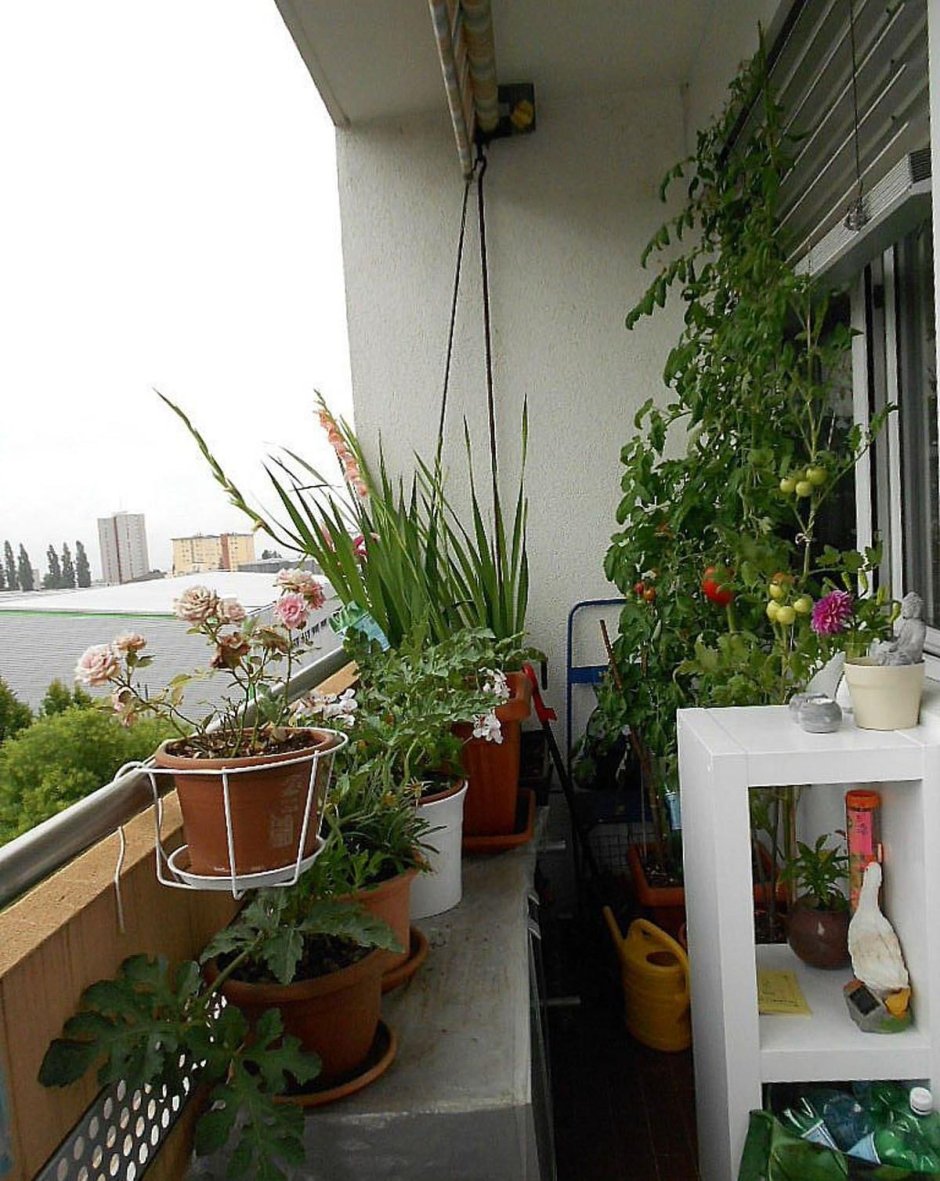Огородик на балконе
