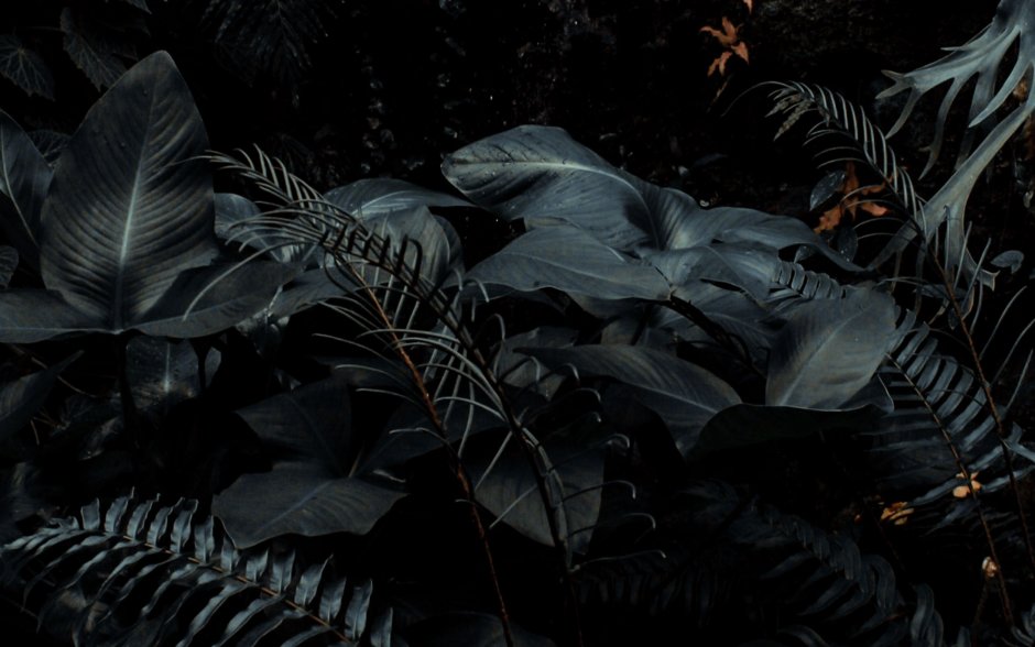 Тропические растения