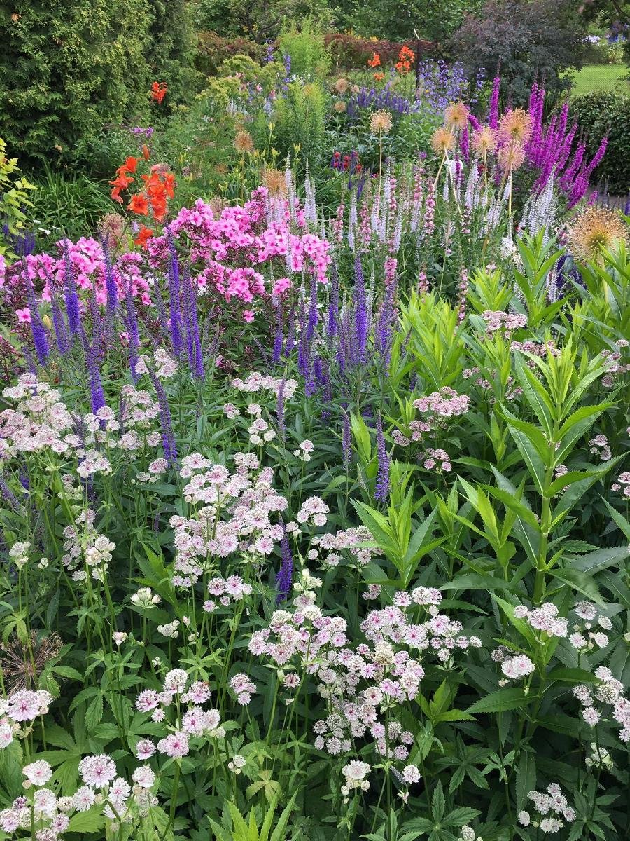 Астранция компаньоны