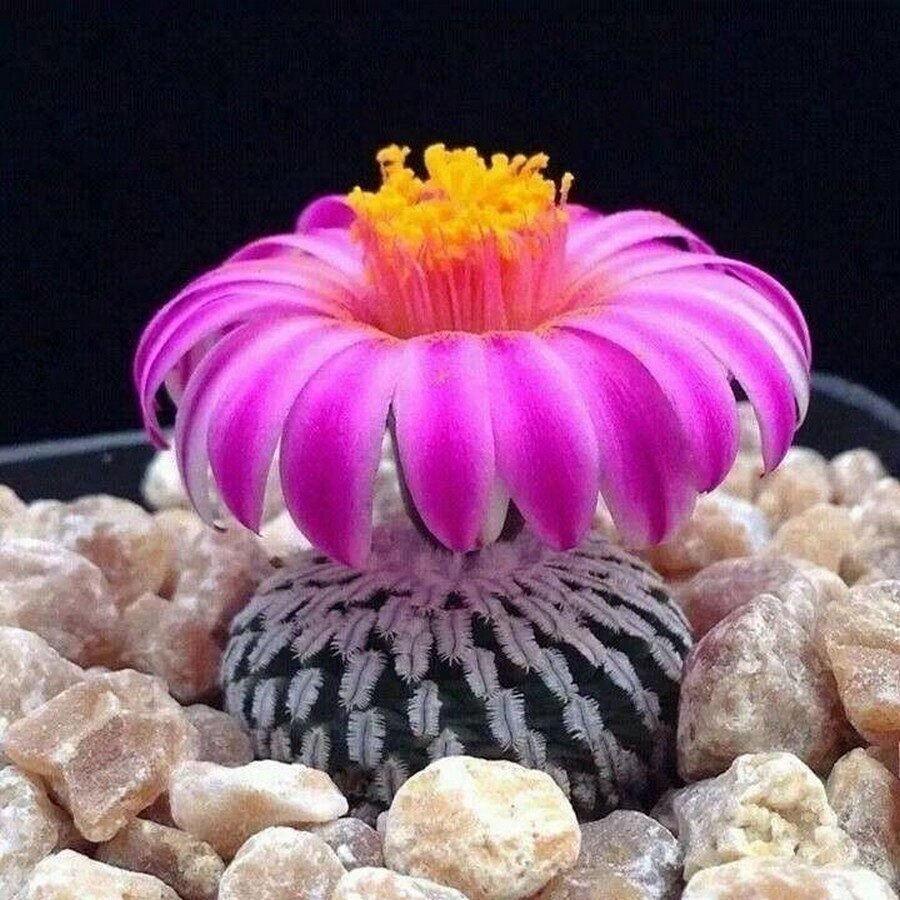 Turbinicarpus pseudopectinatus