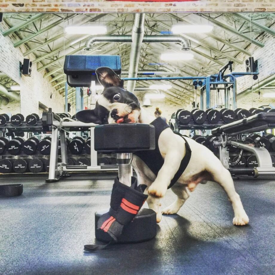 Пес в спортзале