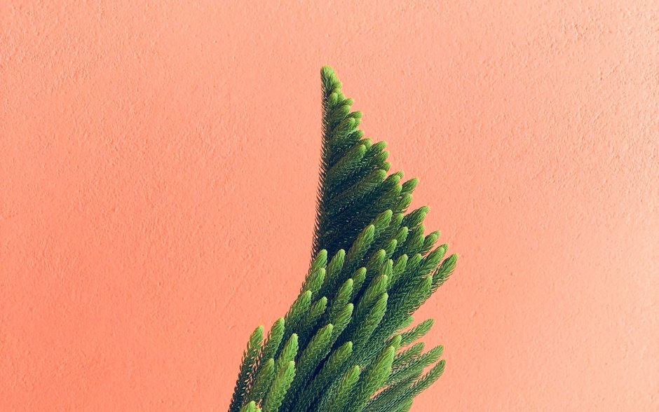 Голубь Минимализм