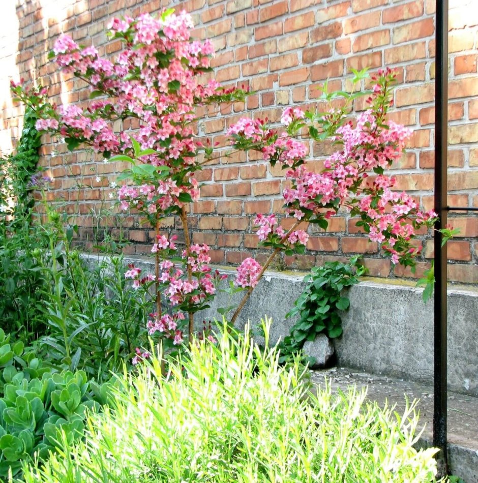 Вейгела Цветущая миксбордер