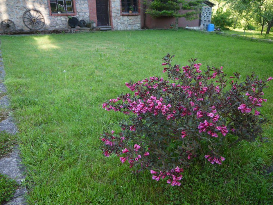 Вейгела на клумбе