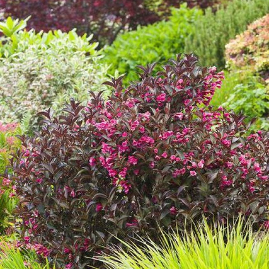 Вейгела Цветущая ева Ратке