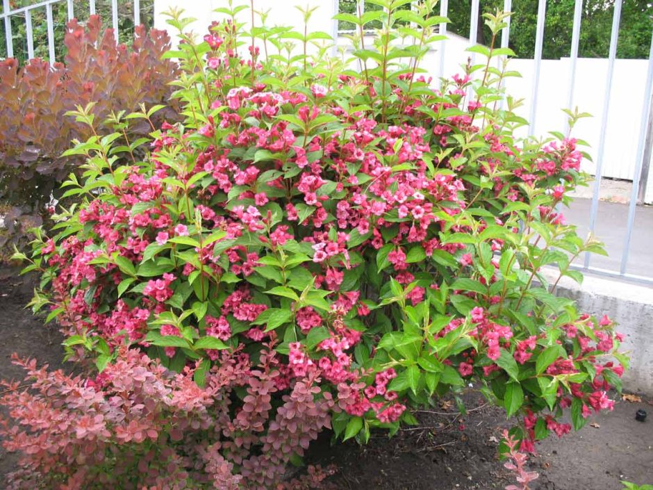 Вейгела ева Ратке куст
