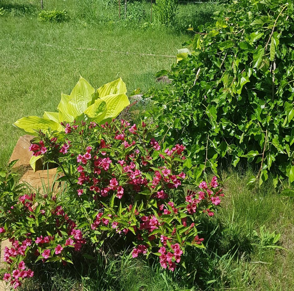 Вейгела кустарник штамбовая