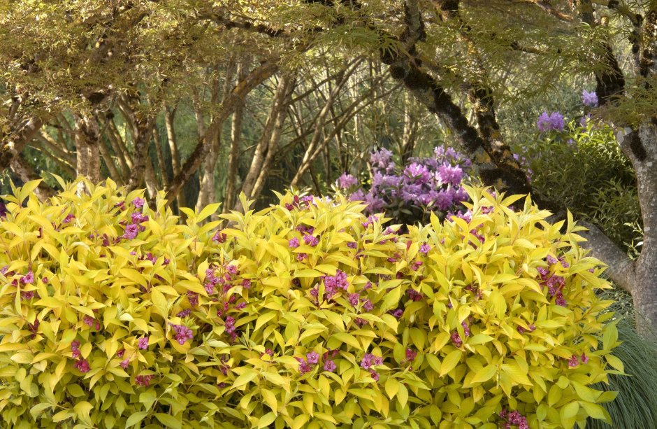 Спирея форзиция