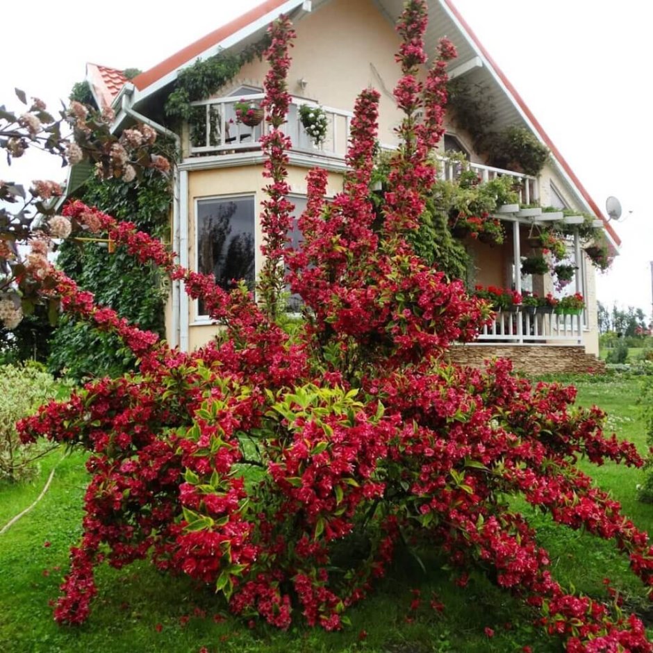 Вейгела в ландшафтном дизайне