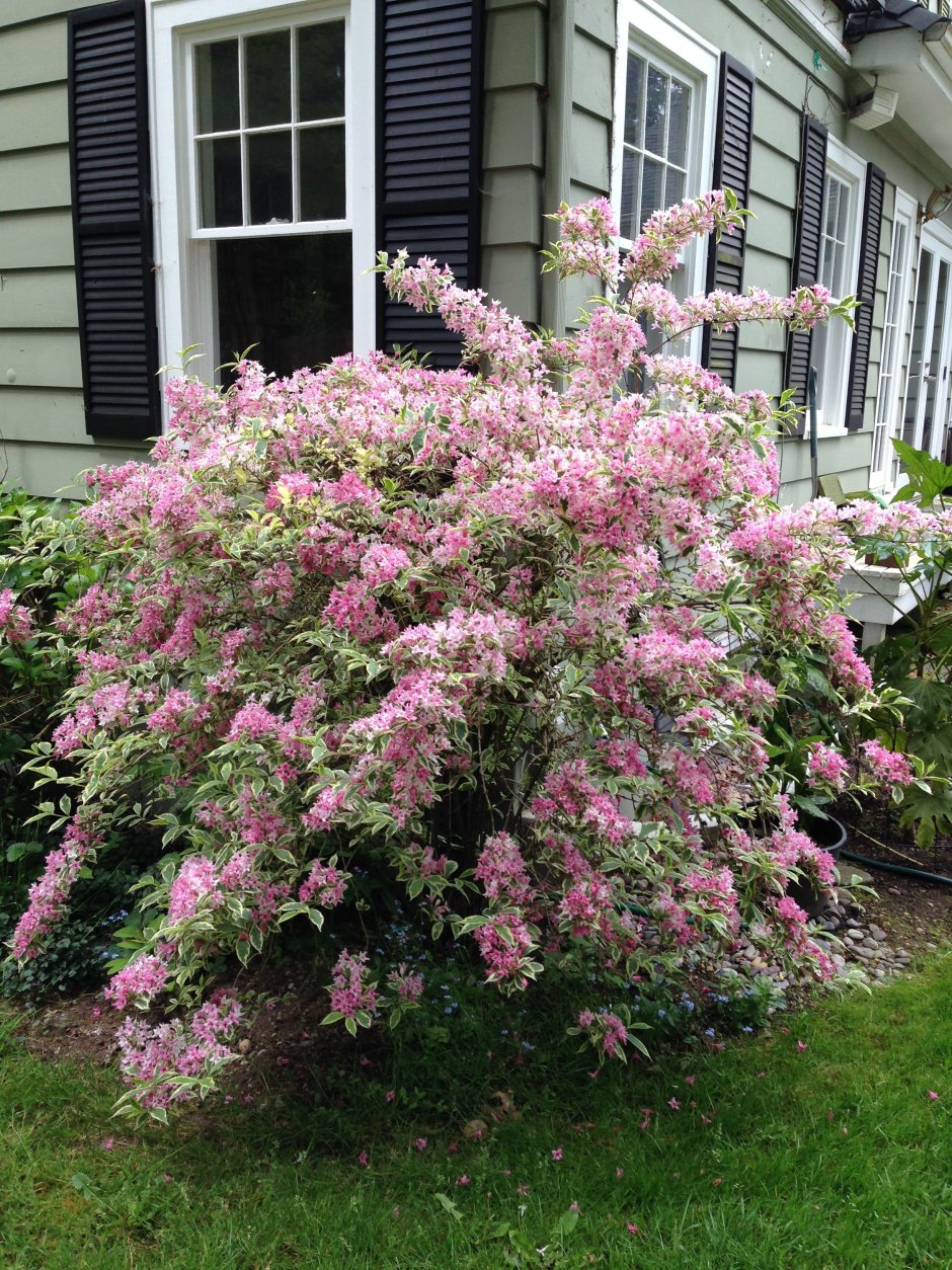 Вейгела ранняя Вариегата