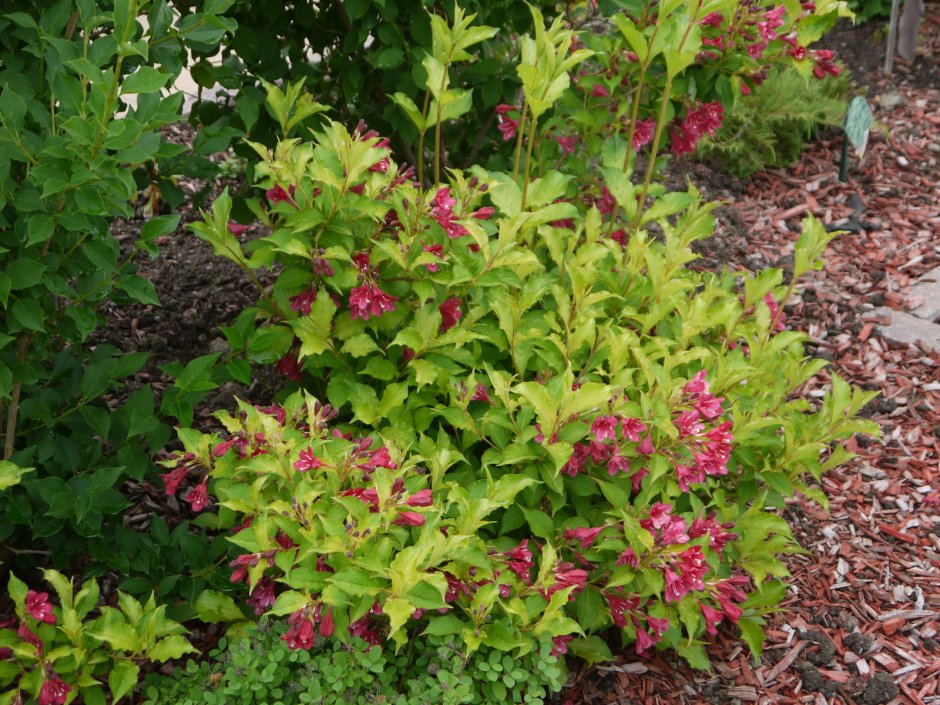 Вейгела кустарник краснолистная