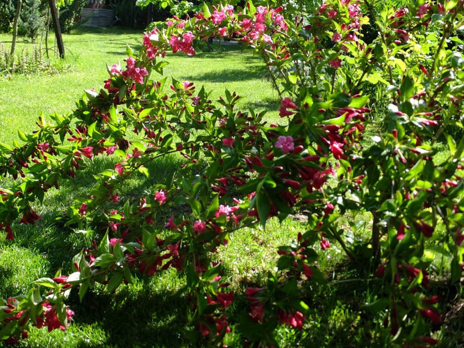 Спирея вейгела