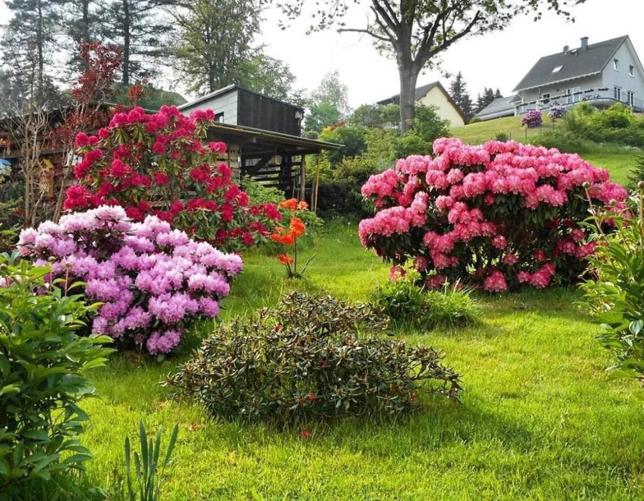 Рододендрон Живая изгородь