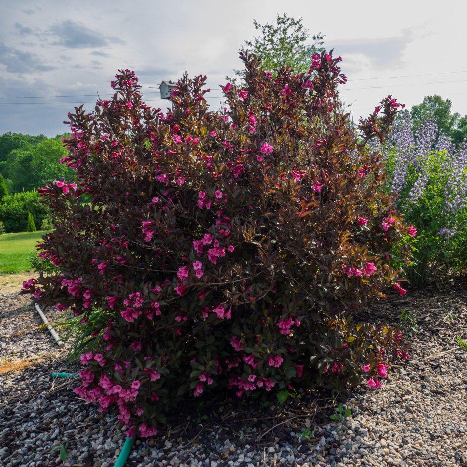 Вейгела Нана Пурпуреа