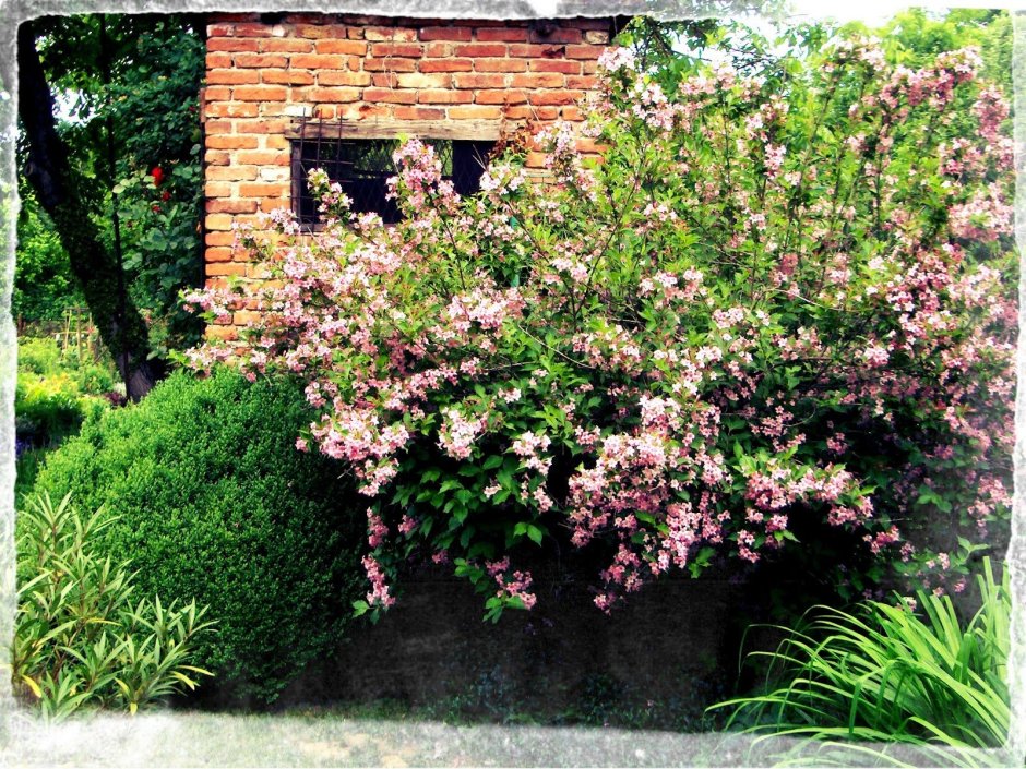 Вейгела кустарник на участке