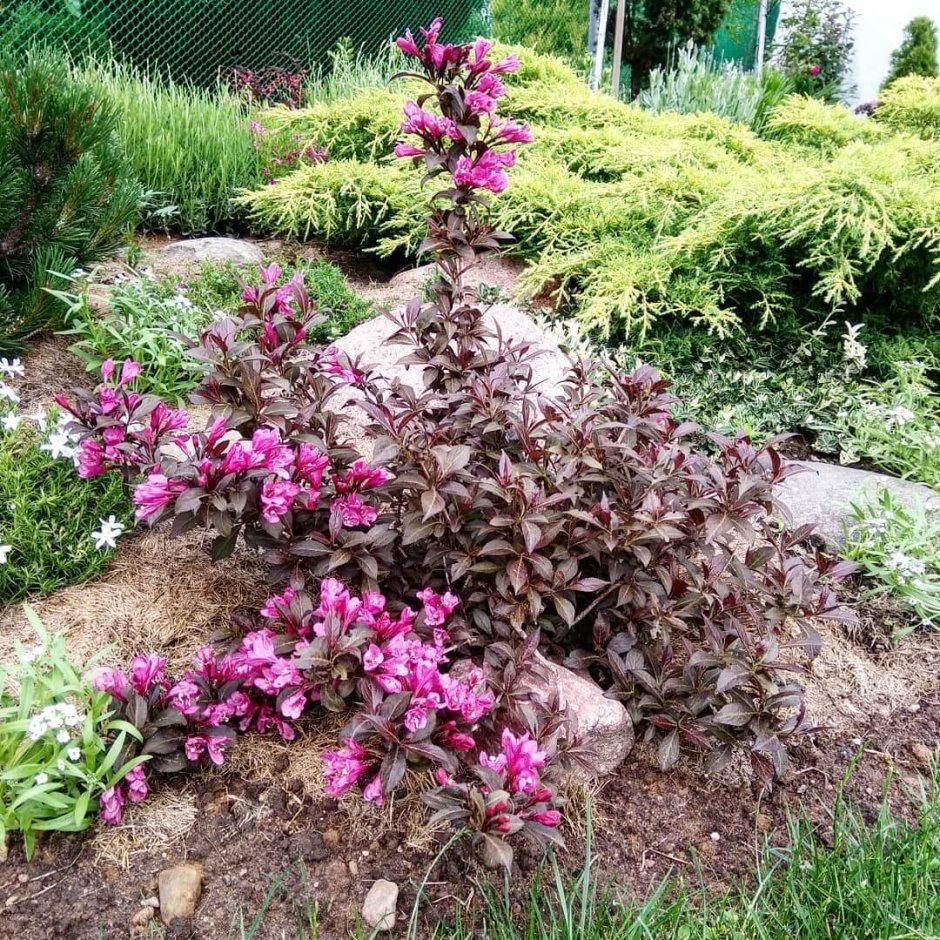 Вейгела минор Блэк