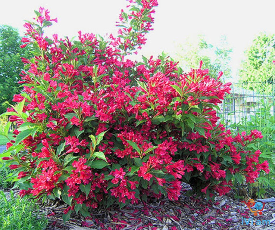 Вейгела Цветущая ред принц