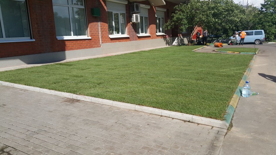 Газон на улице перед домом