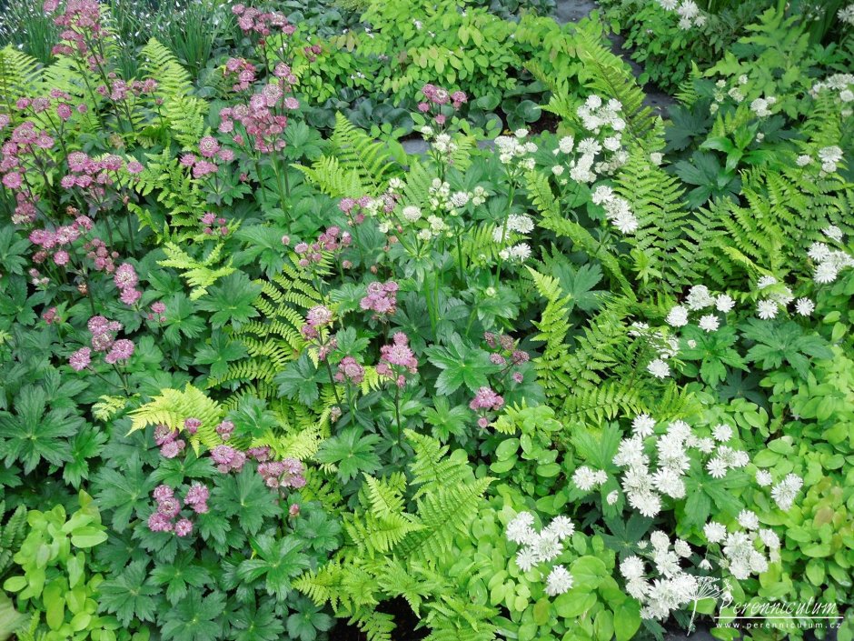 Астранция и астильба