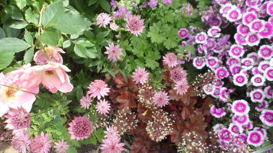 Астранция с розами