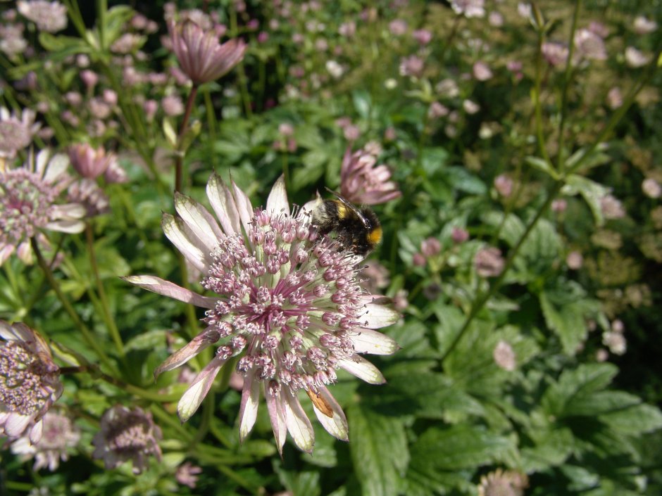 Астранция зимостойкость