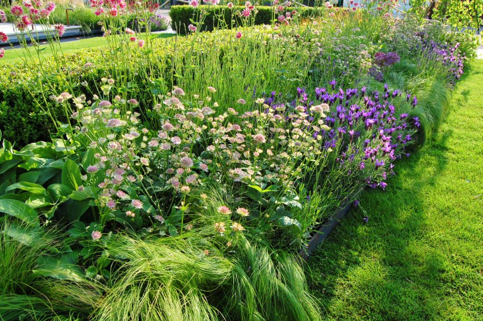 Астранция в миксбордере