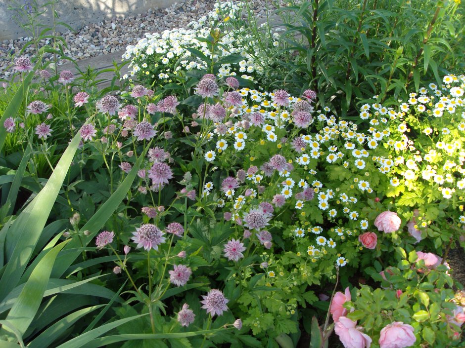 Астранция на клумбе