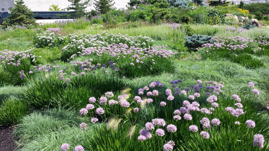 Астранция карниолийская Рубра