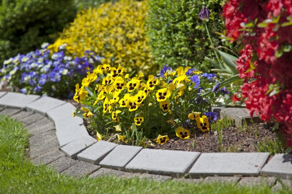 Виола Виттрока на клумбе