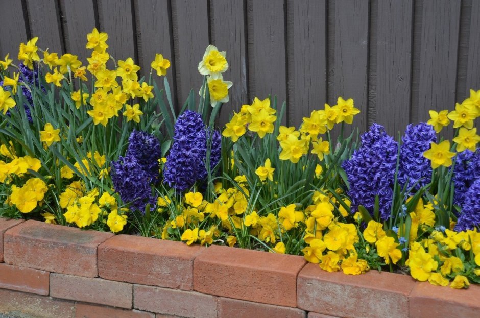 Моноклумба петуния в клумбе