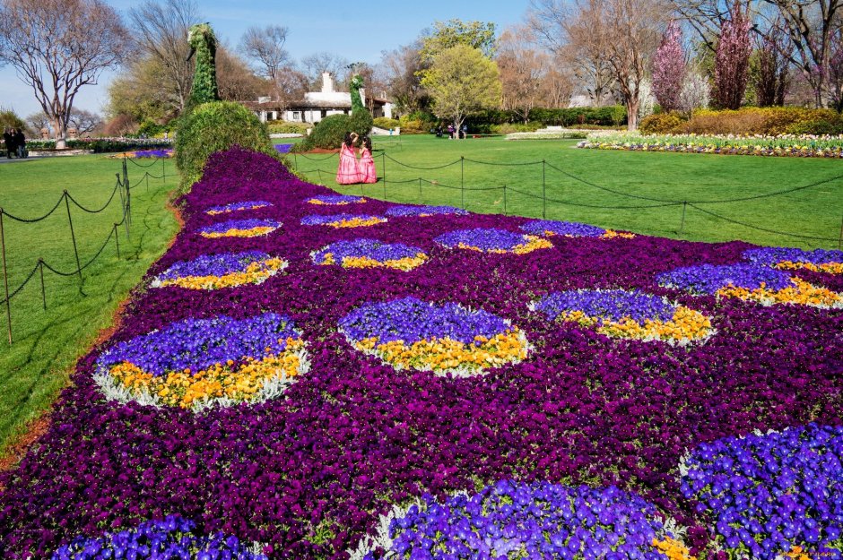 Рабатка с анютиными глазками