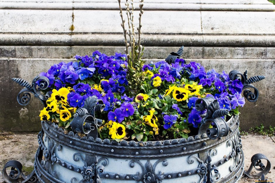 Анютины глазки кул Вейв