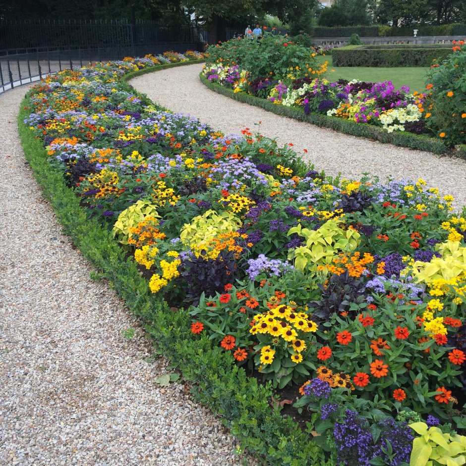 Примула в цветнике