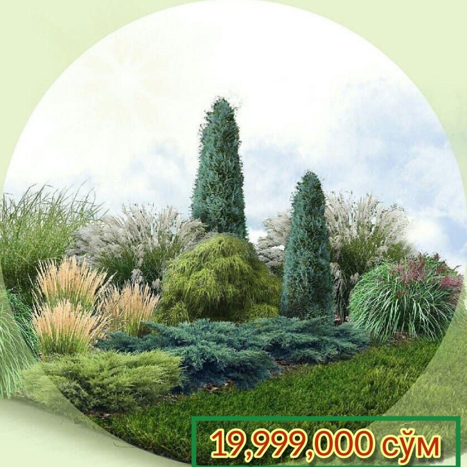 Bahor gullari Ташкент