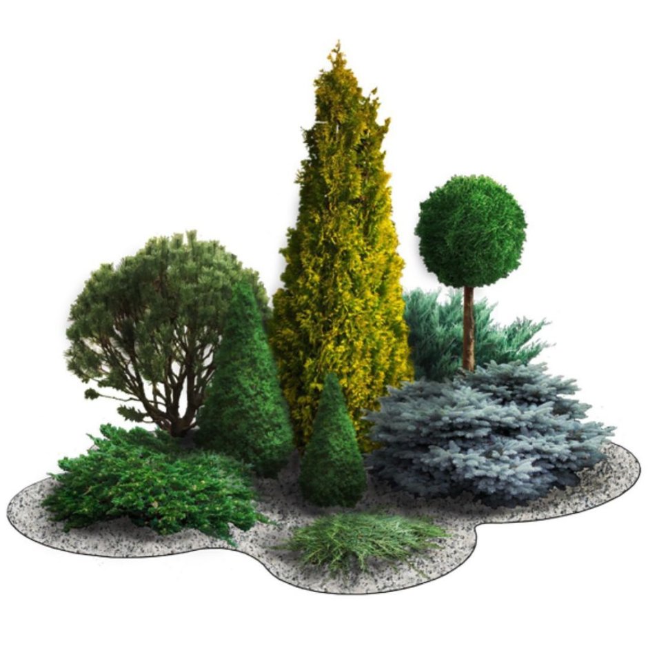 Туя Смарагд,сосна Горная