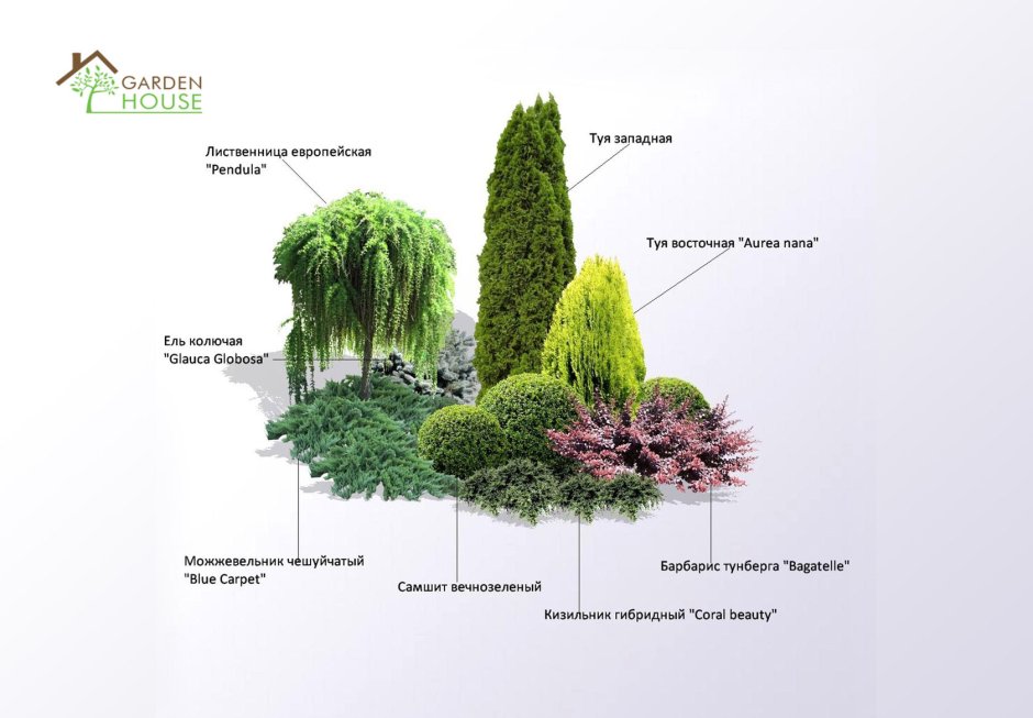 Клумба из хвойников схемы