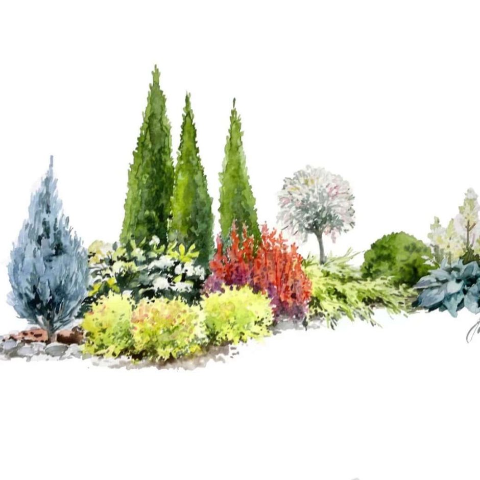 Блю Эрроу в миксбордере