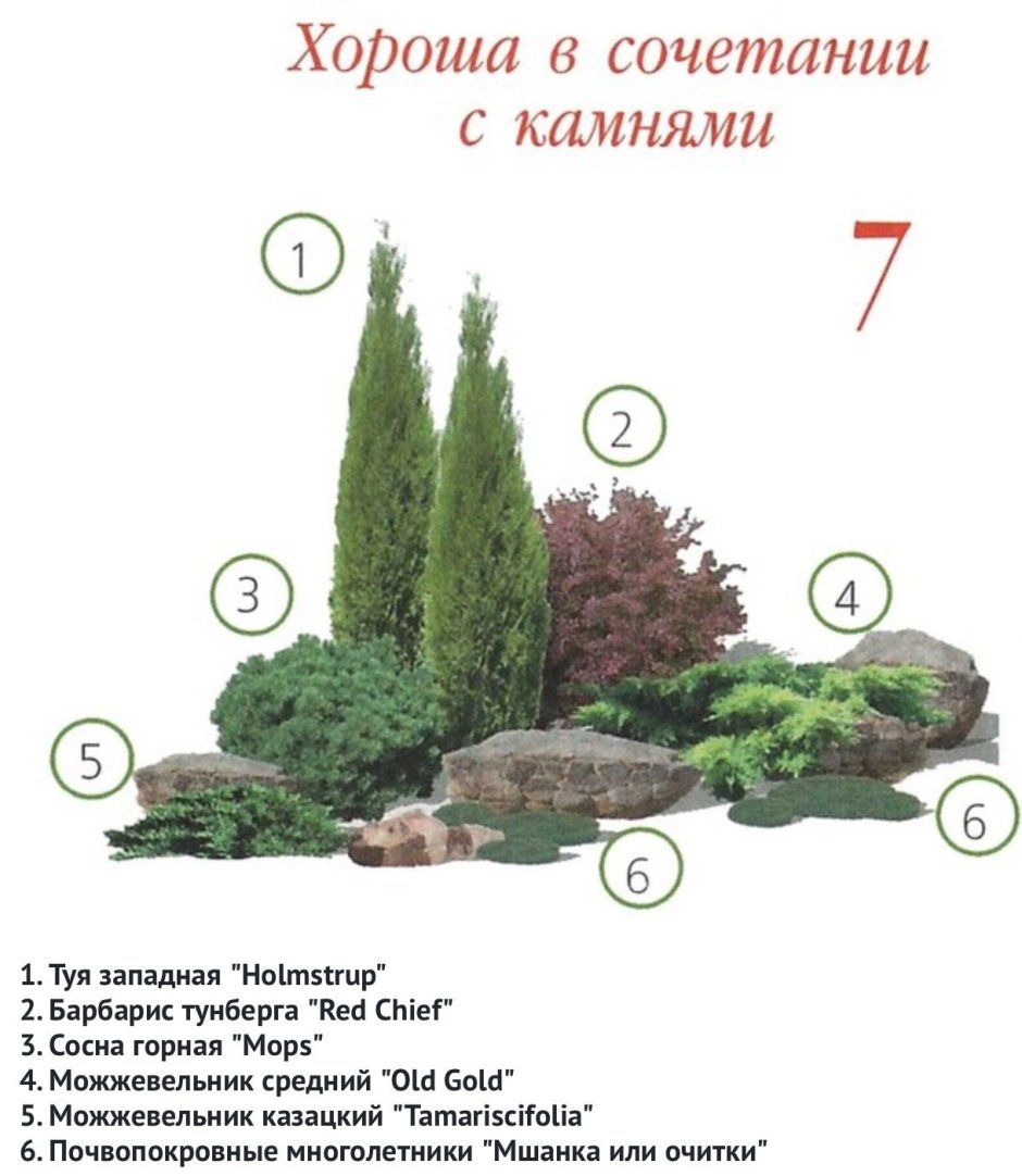 Клумба из хвойников и кустарников схема