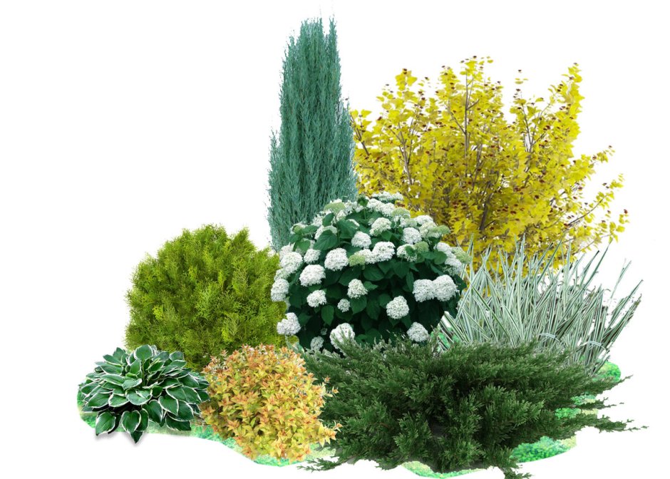 Миксбордер туя гортензия Барбарис можжевельник