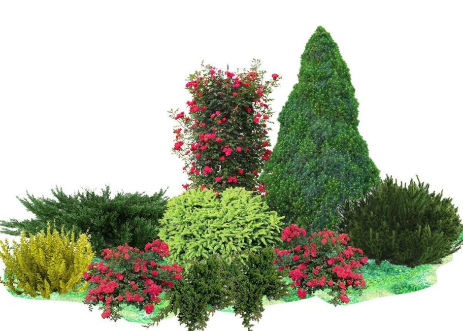 Туя Смарагд